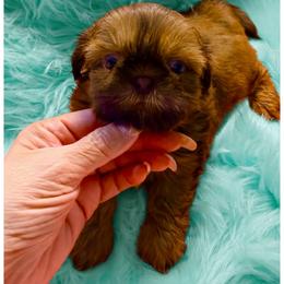 Flame - Red male Shih Tzu puppy in Port Orchard, Washington from Buttons N Bows