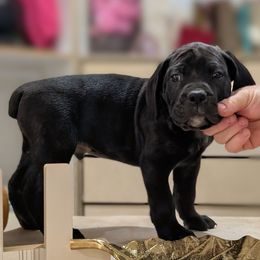 Cedar - Black male Cane Corso puppy in Franktown, Colorado from Earth and Ship Cane Corso