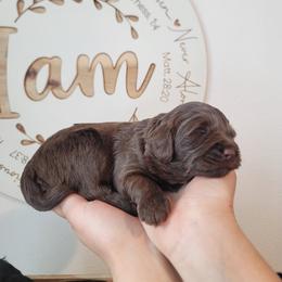 Bernedoodle Puppies from TOP NOTCH PUPS- BERNEDOODLE BREEDER
