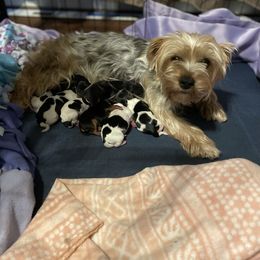 Yorkshire Terrier Puppies from VA Exclusive Yorkies