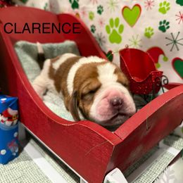 Clarence - Brown and white male Basset Hound puppy in Lagrange, Georgia from Tall Oak Bassets
