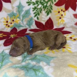Dark Blue Collar Male - Red  male Goldendoodle puppy in Pasadena, Texas from Knightsbane Standard Poodles