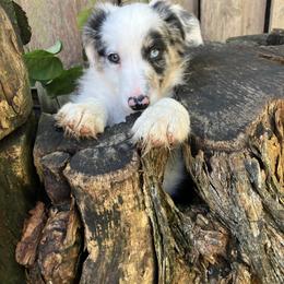 Border Collie Puppies from Spotted Feather Farm