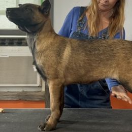 Girl 3 - Belgian Malinois puppy in Sublette, Kansas from Abby's Belgian Malinois