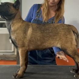 Girl 3 - Belgian Malinois puppy in Sublette, Kansas from Abby's Belgian Malinois