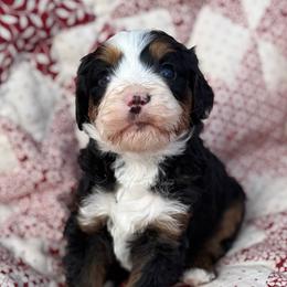 Mike- Tan collar boy - Tri-color male Bernedoodle puppy in Colorado Springs, Colorado from Mercy Mountain Bernedoodles