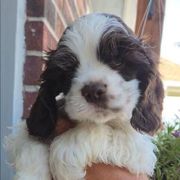 Yellow - male Cocker Spaniel puppy in Jenks, Oklahoma from Northstar Shih Tzu