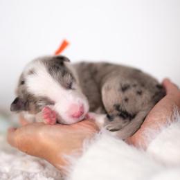 Moonbeam - Blue merle male Border Collie puppy in Conway, Missouri from 2J 2K Border Collies | Maremma Sheepdogs