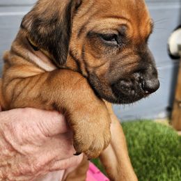 Rhodesian Ridgeback Puppies from Mafigeni Ridgebacks
