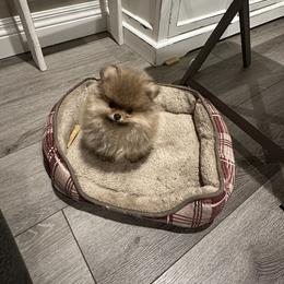 Pomeranian Puppies from Lori’s Precious Poms