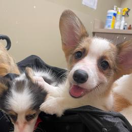Female 3 - Sable female Pembroke Welsh Corgi puppy in Hueytown, Alabama from AAA Corgis