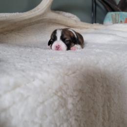 Pembroke Welsh Corgi Puppies from North Star Pembroke Welsh Corgi's