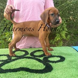 Ember - Red female Redbone Coonhound puppy in Mount Pleasant, Texas from Harmons Hounds