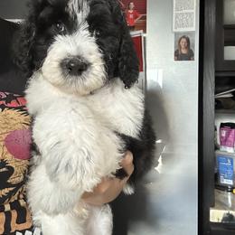 Bernedoodle and Goldendoodle Puppies from Pecks Oodle Doodles