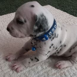 "Blue collar male" Dalmatian Puppies from Shelbys Pawsome Dalmatians