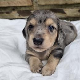 Dachshund Puppies from Pure Joy Dachshunds