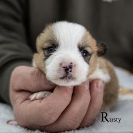 Rusty - Red male Pembroke Welsh Corgi puppy in Manchester, Kentucky from Riverside Corgis
