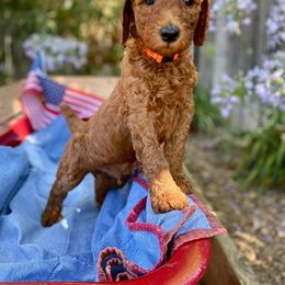 Adam (Beast) - Orange - Poodle puppy in Sacramento, California from Creme de la Creme Standard Poodles