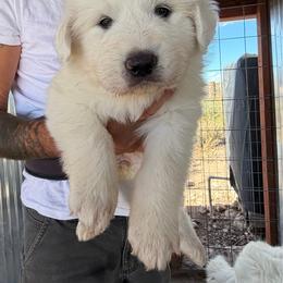 Outlaw Acres Fire Sky Purple Collar Girl (AKC) - White female Great Pyrenees puppy in Tombstone, Arizona from Outlaw Acres Farm & Kennels