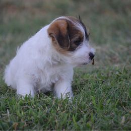 Boy 2 - White and tan male Russell Terrier puppy in Oklahoma from Elite Russell Terriers