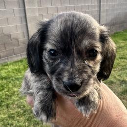 Indy - Brindle female Dachshund puppy in Young, Arizona from Short and Sassy Dachshunds of AZ