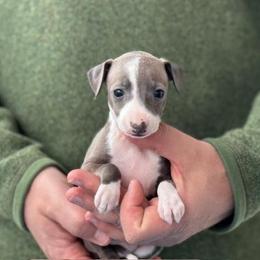 Girl 4 - Blue female Italian Greyhound puppy in Sugar Valley, Georgia from Pinnacle Farm and Kennel