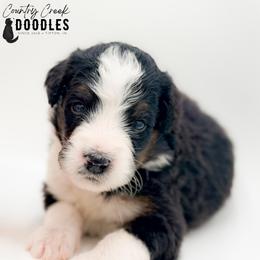 ESME - Tri-color female Bernedoodle puppy in Tipton, Indiana from Country Creek Doodles