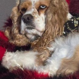 Cocker Spaniel All Grown Up from Laureen's Cocker Spaniels