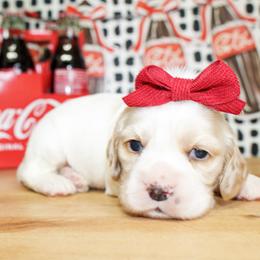Pearl - Buff and white female Cocker Spaniel puppy in Rattan, Oklahoma from Double M Cocker Spaniels