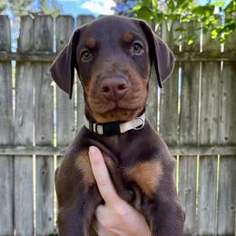 Brody - Red and rust Doberman Pinscher puppy in Wisconsin Rapids, Wisconsin from Vom Feuer Dobermans
