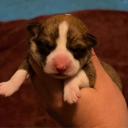 Girl 2 - Red female Pembroke Welsh Corgi puppy in Helmville, Montana from Calie’s Corgis