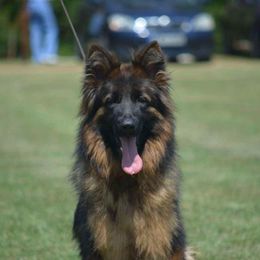 Siry - German Shepherd
