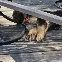 German Shepherd Puppies from Ewig Krieger Kennels