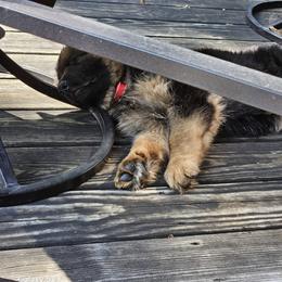 German Shepherd Puppies from Ewig Krieger Kennels