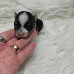 Luxor - Parti male Yorkshire Terrier puppy in Belpre, Ohio from Blackwoods Yorkies