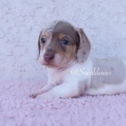 Flik - Fawn (isabella) and tan male Dachshund puppy in Apple Valley, California from Socaldoxies