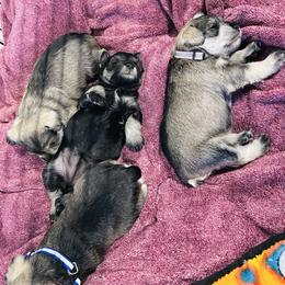 Silver Frost - Salt and pepper female Miniature Schnauzer puppy in Springfield, Tennessee from My Lovable Schnauzers