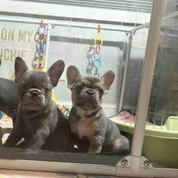 French Bulldog Puppies from Fancy Frenchies