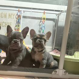 French Bulldog Puppies from Fancy Frenchies