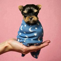Twinkle - Blue and gold male Yorkshire Terrier puppy in Kendallville, Indiana from Yorkies Kisses