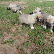 Kangal Puppies from DASA Ridge Kangals