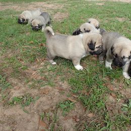Kangal Puppies from DASA Ridge Kangals