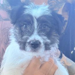 Sage - Tri-color male Russell Terrier puppy in Portland, Oregon from Mountain Ash Farms