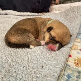 Pembroke Welsh Corgi Puppies from Annwyl McCorgis