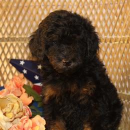 Phantom Boy 2 - Phantom male Poodle puppy in Belgreen, Alabama from Scott’s Farm Poodles and Doodles