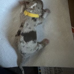 Australian Shepherd Puppies from Aussie Tree-O