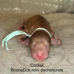 Cricket - Brindle female Dachshund puppy in Lexington, Oklahoma from BooneDox Miniature Dachshunds