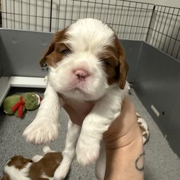 Girl 1 - Blenheim female Cavalier King Charles Spaniel puppy in Washington, North Carolina from Farmhouse Cavaliers NC