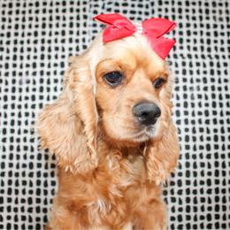 Poppy - Cocker Spaniel