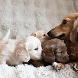 Dachshund Puppies from CTX Doxies